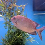 Southwest Reef Co LLC