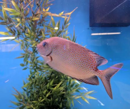 Southwest Reef Co LLC