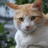 Ambassador Veterinary Hospital ico