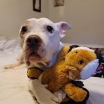 HomeHeart Vets