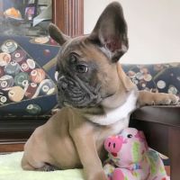 Animal Hospital and Laser Surgery Center of Secaucus ico