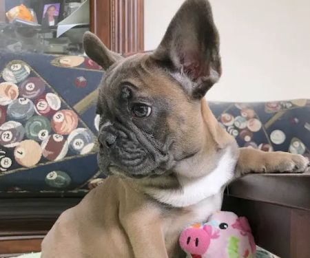 Animal Hospital and Laser Surgery Center of Secaucus