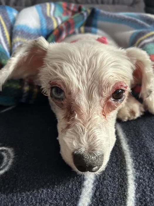 Banfield Pet Hospital Picture 2