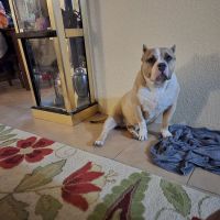 Lucky's Bully Supply Store West Side ico