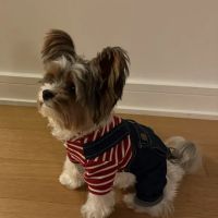 Hudson Valley Veterinary Dermatology - NYC ico