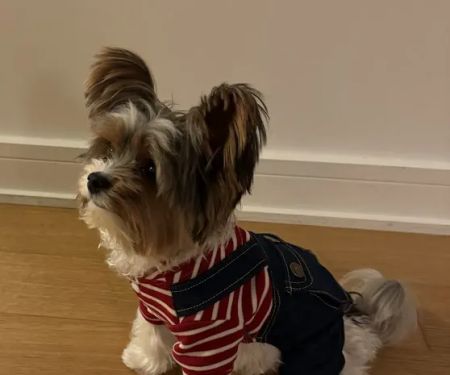 Hudson Valley Veterinary Dermatology - NYC