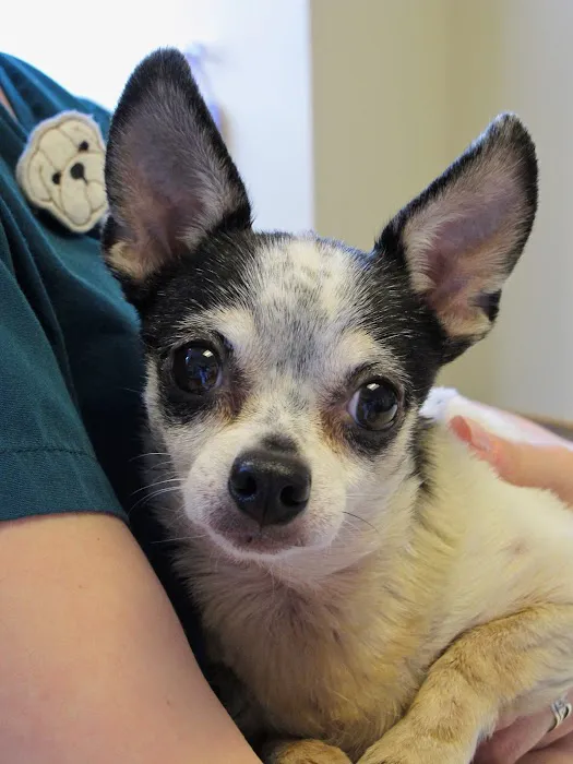 Hudson Valley Veterinary Dermatology - NYC Picture 7