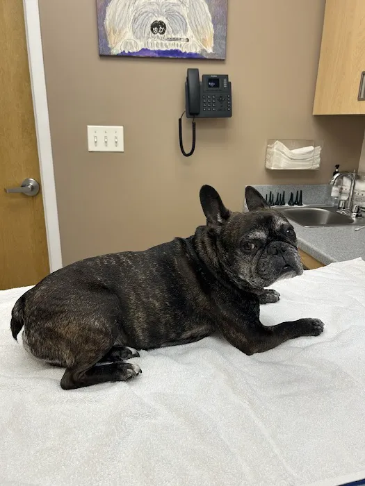 Hudson Valley Veterinary Dermatology - NYC Picture 6
