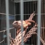Westside Pets