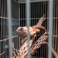 Westside Pets ico