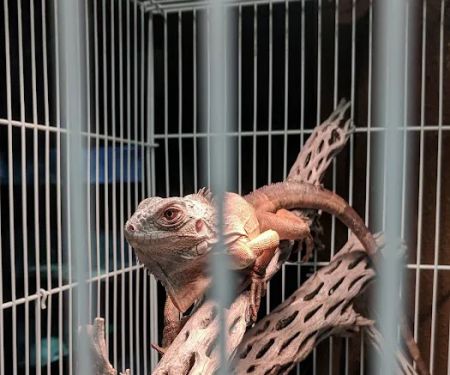 Westside Pets