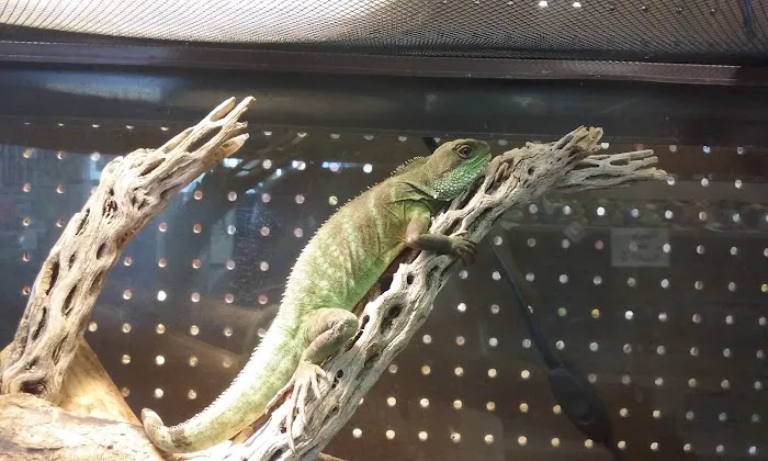 Westside Pets Picture 9