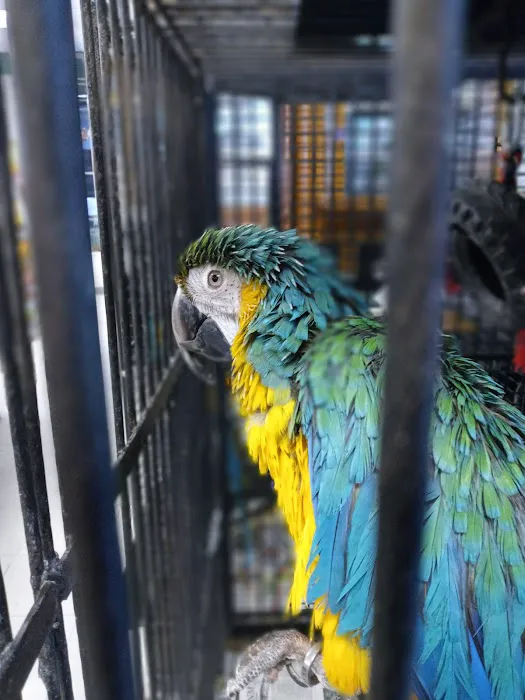 Westside Pets Picture 8