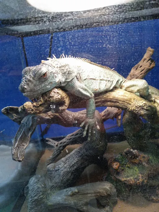 Westside Pets Picture 6
