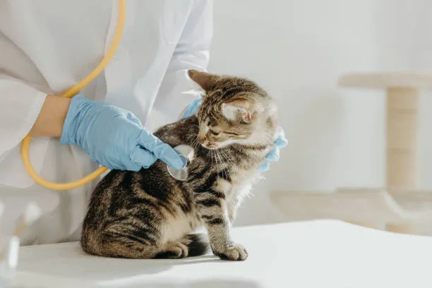 Pure Paws Veterinary Care of Hell's Kitchen Picture 1