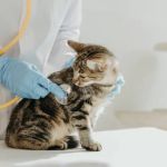 Pure Paws Veterinary Care of Hell's Kitchen