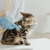 Pure Paws Veterinary Care of Hell's Kitchen ico