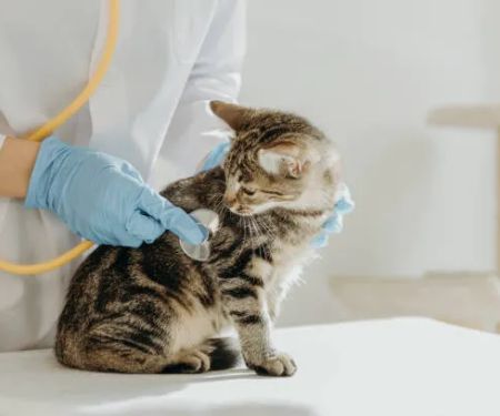 Pure Paws Veterinary Care of Hell's Kitchen