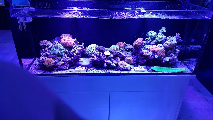 Reef-Licious LLC Picture 3
