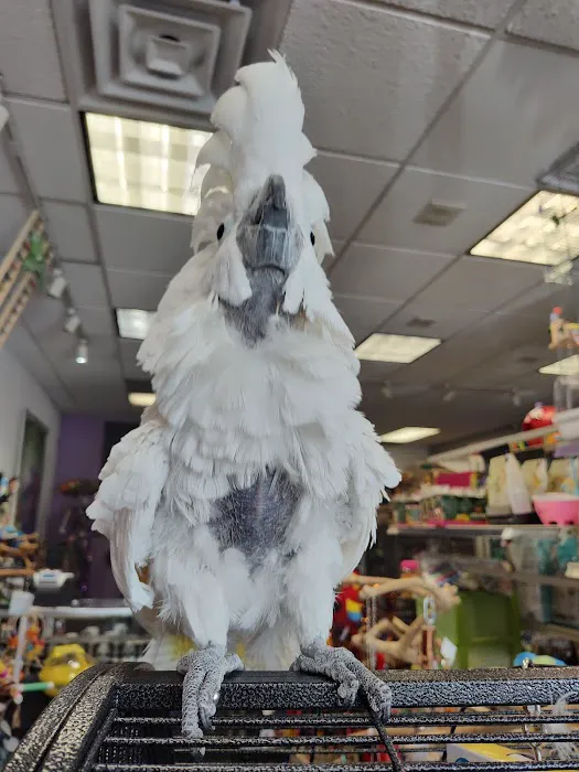 Birds of a Feather Parrot Pantry Picture 1