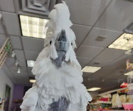 Birds of a Feather Parrot Pantry
