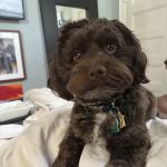 HEAL Veterinary Hospital