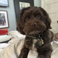 HEAL Veterinary Hospital ico