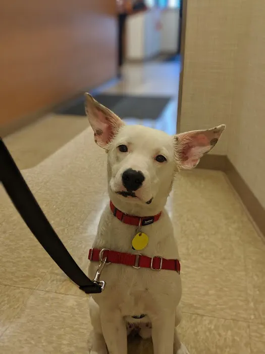 Heart of Chelsea Veterinary Group - Lower East Side Picture 7