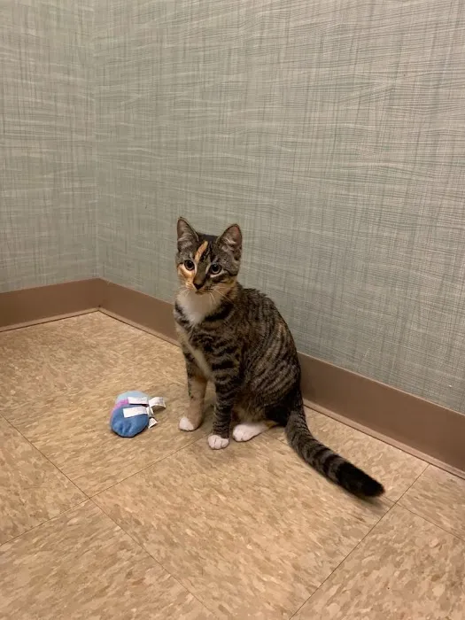 Heart of Chelsea Veterinary Group - Lower East Side Picture 4