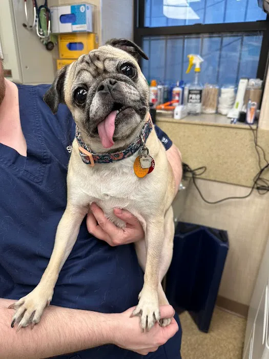 Heart of Chelsea Veterinary Group - Lower East Side Picture 9