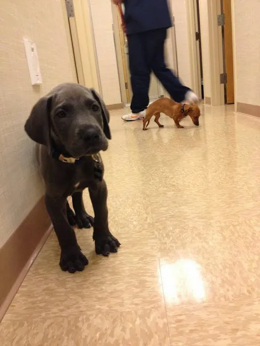 Heart of Chelsea Veterinary Group - Lower East Side Picture 10