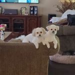Jack & Rascals