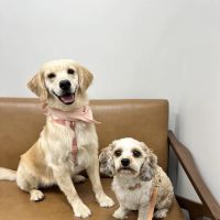 The Animal Cardiology Center ico