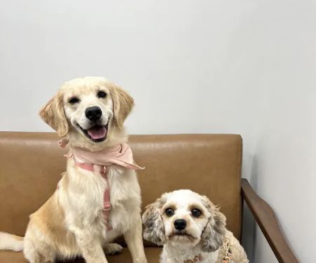 The Animal Cardiology Center