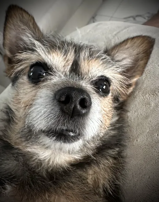 The Animal Cardiology Center Picture 5