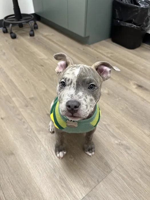 The Animal Cardiology Center Picture 2