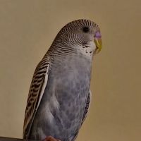 Petco ico