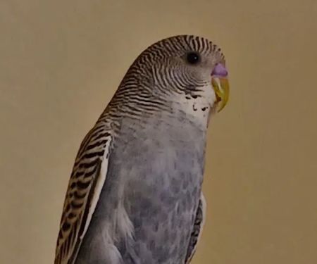 Petco