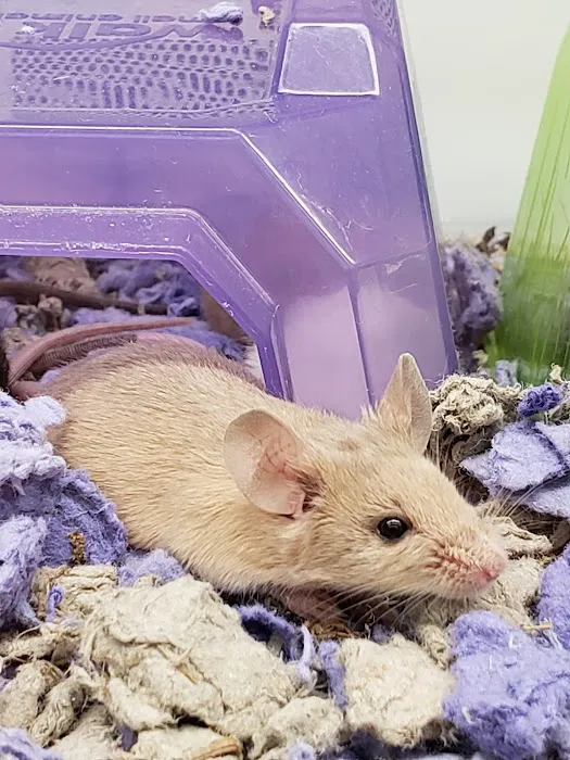 Petco Picture 4