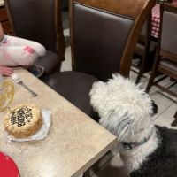 Three Dog Bakery Albuquerque ico