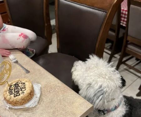 Three Dog Bakery Albuquerque