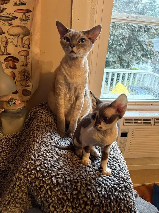 “Azzurro Cattery – Sphynx & Devon Rex Kittens in Brooklyn, NYC” Picture 2