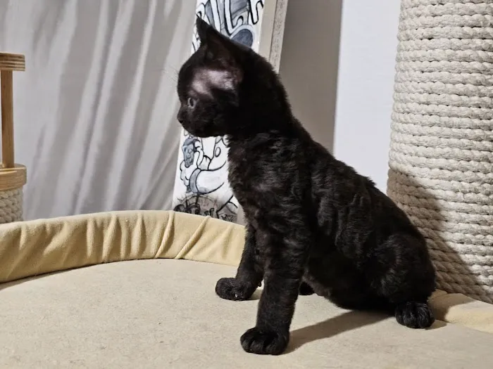 “Azzurro Cattery – Sphynx & Devon Rex Kittens in Brooklyn, NYC” Picture 8
