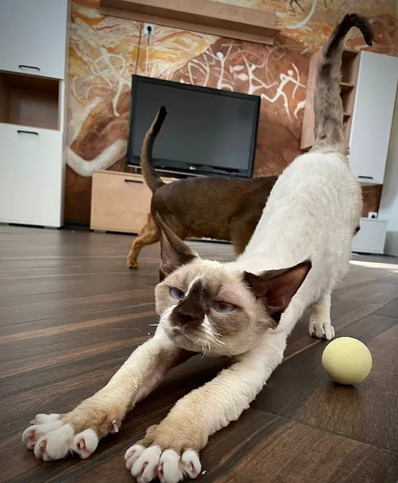 “Azzurro Cattery – Sphynx & Devon Rex Kittens in Brooklyn, NYC” Picture 9