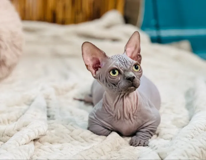 “Azzurro Cattery – Sphynx & Devon Rex Kittens in Brooklyn, NYC” Picture 7