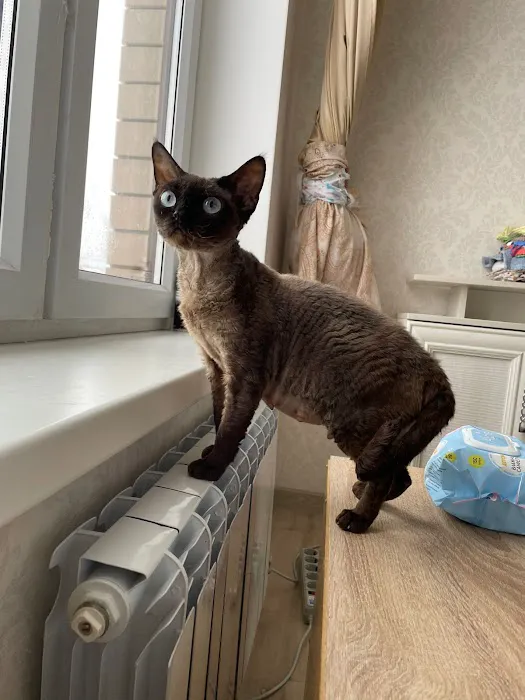“Azzurro Cattery – Sphynx & Devon Rex Kittens in Brooklyn, NYC” Picture 5