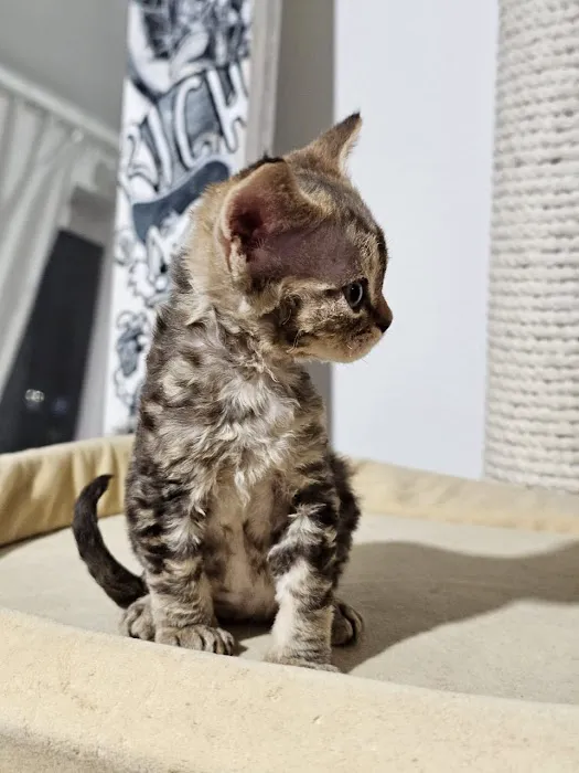 “Azzurro Cattery – Sphynx & Devon Rex Kittens in Brooklyn, NYC” Picture 6