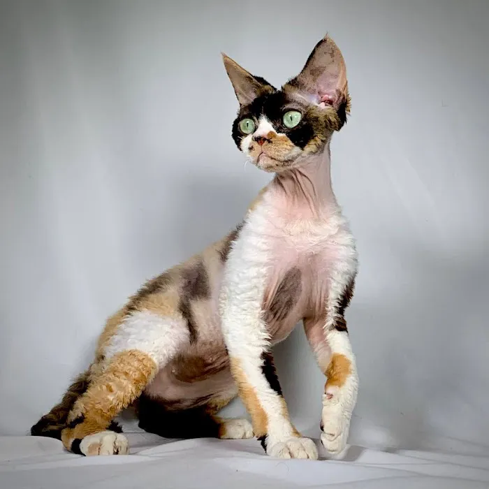 “Azzurro Cattery – Sphynx & Devon Rex Kittens in Brooklyn, NYC” Picture 3