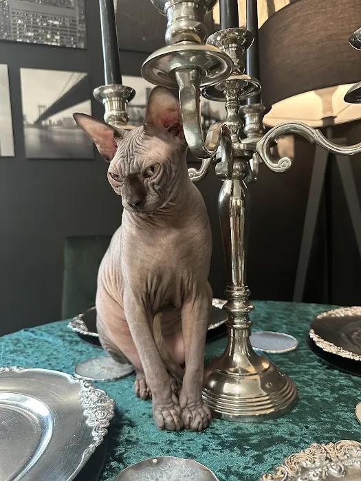 “Azzurro Cattery – Sphynx & Devon Rex Kittens in Brooklyn, NYC” Picture 10