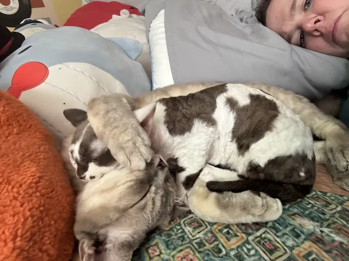 “Azzurro Cattery – Sphynx & Devon Rex Kittens in Brooklyn, NYC” Picture 1